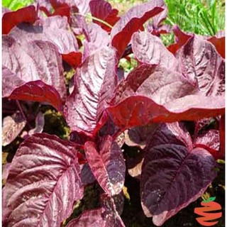 Hạt giống rau Dền đỏ lá liễu