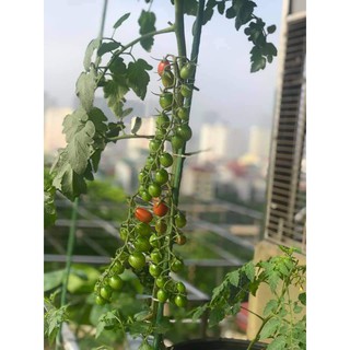[Hạt giống Mỹ] Hạt giống cà chua trái cây Sugar Cherry (gói 5 hạt) NHẬP KHẨU 100%