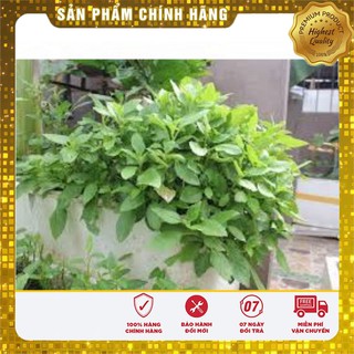 Hạt Giống Rau Đay Xanh(10gr)