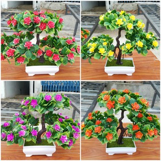 Chậu cây bonsai trang trí tết