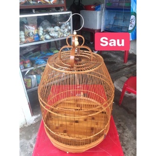 Dầu Quét Lồng Chim Hoàng Long