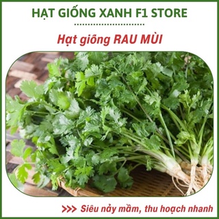 Hạt giống rau mùi, hạt giống mùi ta thơm ngon, dễ chăm bón