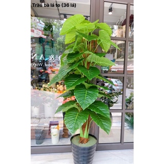 Cây Giả 🌺 Cây Trầu Bà 36 Lá To