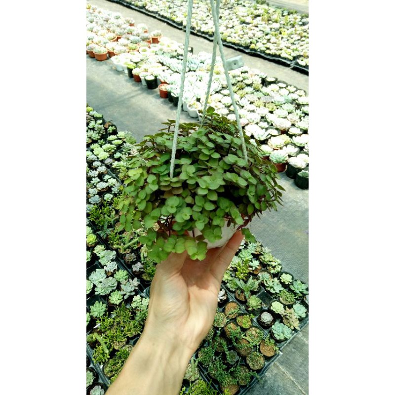 chậu treo cây tổ ong