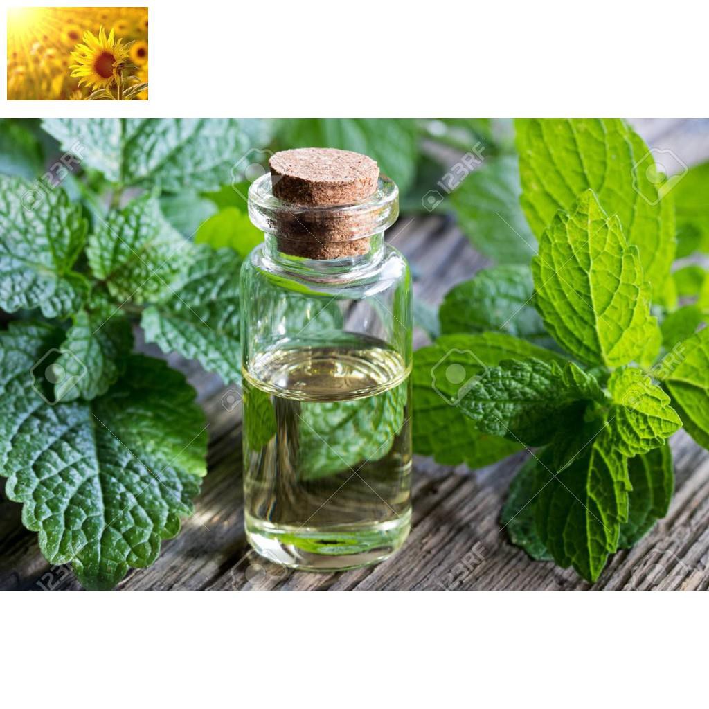 Hạt Giống Bạc Hà Chanh/Lemon Balm (120 Hạt) - Thơm hương chanh và xả, Giảm stress - MUA 3 TẶNG 1 CÙNG LOẠI