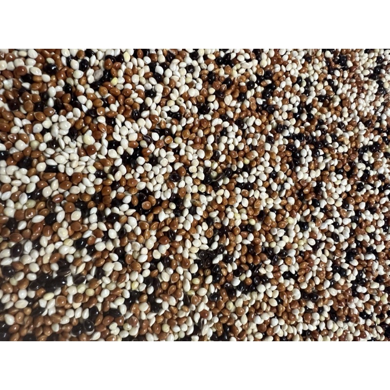 1KG Hạt Cỏ 3 Màu