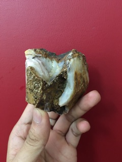 Gỗ hoá ngọc tự nhiên