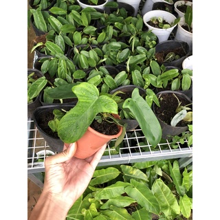 Trầu Bà Cánh Én - Philodendron Florida