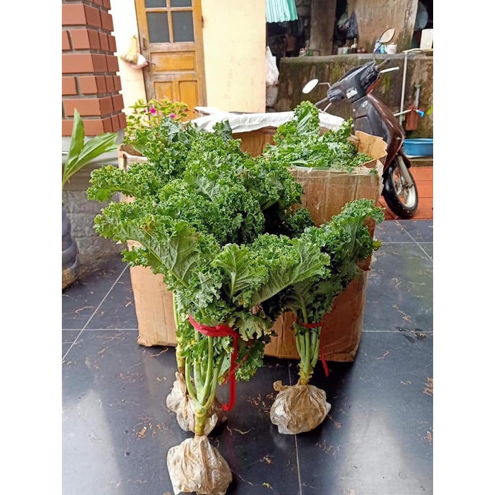 Cải xoăn kale xanh Mỹ cây to đại 6 tháng tuổi - cây trong bầu cực đảm bảo