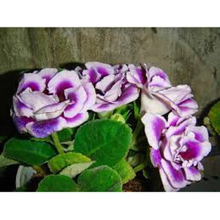 Hạt giống tử la lan