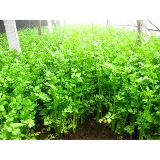 Hạt Giống Cần Tây -100 Hạt