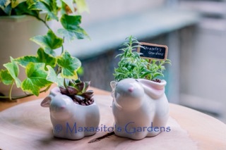 Chậu cây mini