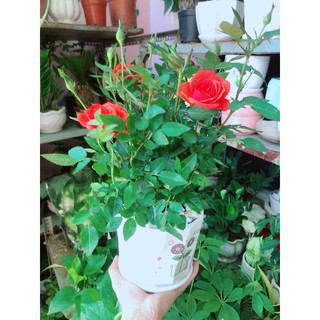 Chậu cây hoa hồng màu cam