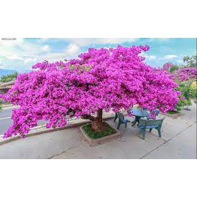 Siêu Hoa Giấy - phân bón chuyên dùng cho hoa giấy, kích thích ra hoa