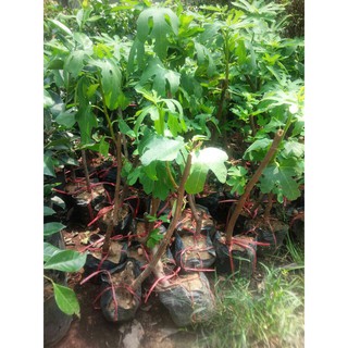 Sung mỹ đang trái dáng đẹp