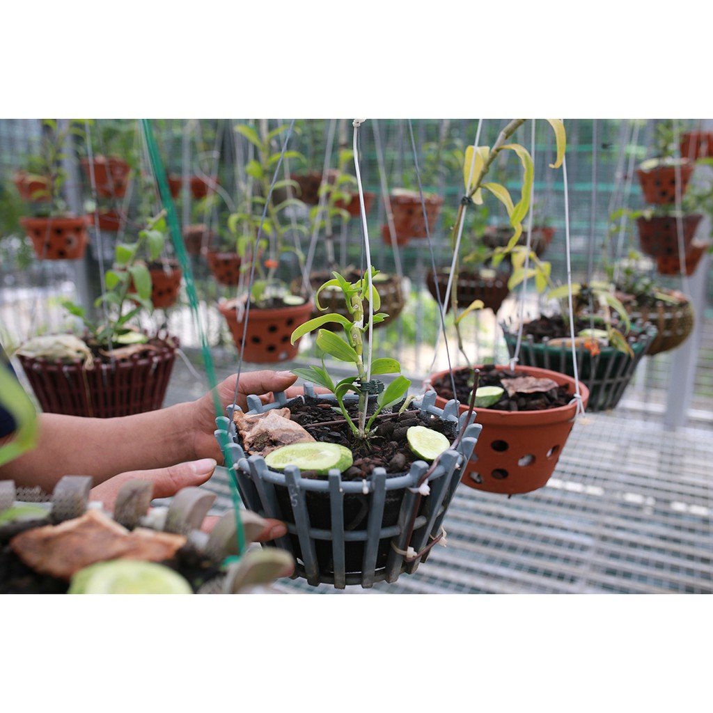 Móc Treo Chậu Cây, Hoa Lan