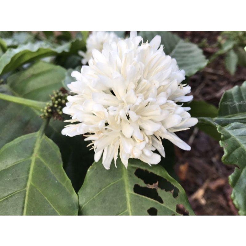 1 Mật ong Nguyên Chất Núi Rừng Tây Nguyên combo 2chai 500ml | BigBuy360 - bigbuy360.vn