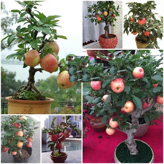 Hạt giống táo đỏ lùn của Mỹ ( Gói 10 hạt - tặng gói kích hạt nảy mầm )