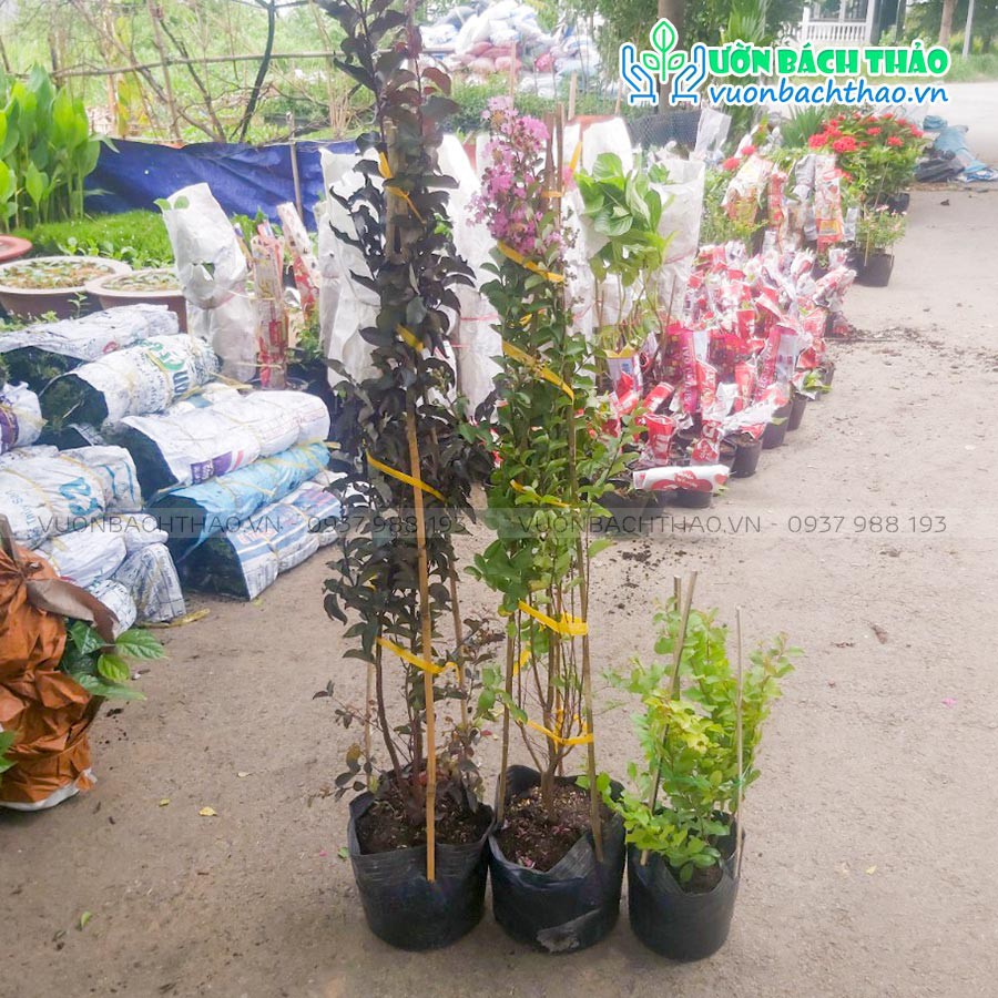 Cây hoa tường vi huyết long đỏ