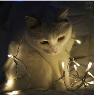 Dây đèn Fairy Light bóng đũa 10m (Dây đen, Cắm điện)