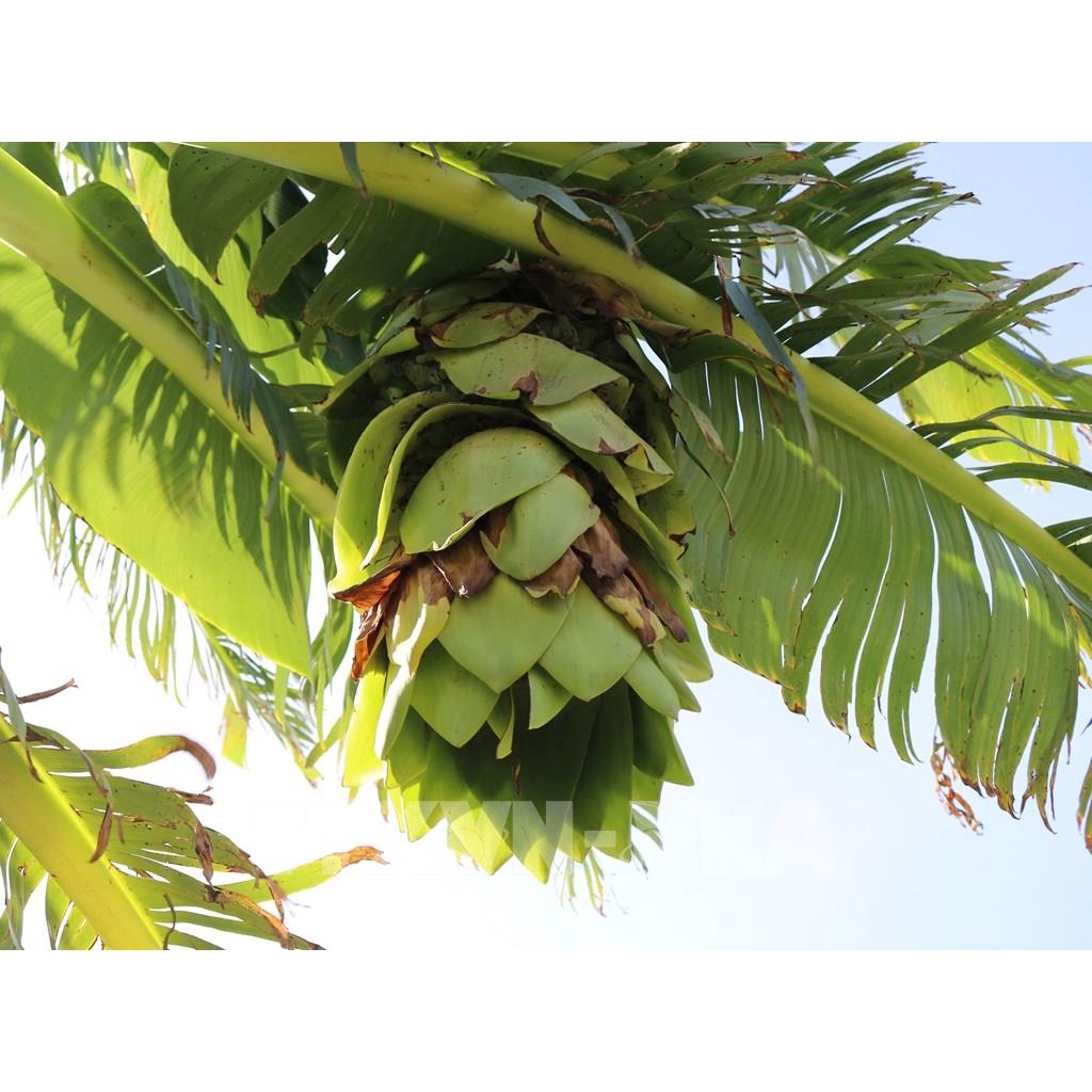Hạt Giống Cây Chuối Cô Đơn  Chuối Cô Đơn) KN12- Gói 50 hạt