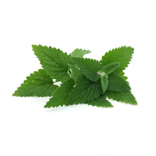 hạt giống bạc hà Lemon Hương chanh tươi 100h