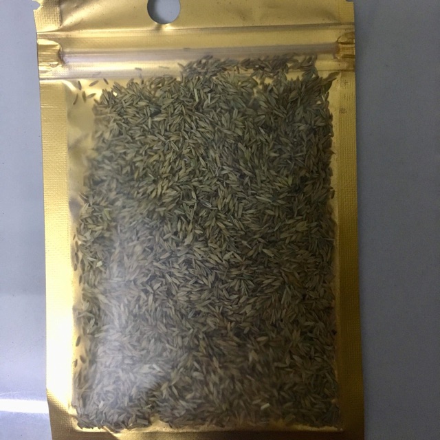 HẠT GIỐNG TRÂN CHÂU NGƯU MAO CHIÊN ƯƠM MẦM CÂY THỦY SINH