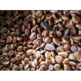 Hạt giống Hoa Bọ cạp vàng (Muồng Hoàng Yến)