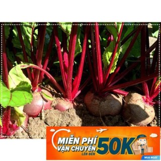 2g Hạt giống Củ Dền Đỏ (tặng gói kích nẩy mầm và hướng dẫn) LuckyseadTG