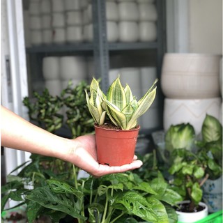 Cây Lưỡi Hổ Vàng để bàn ( Cây Lưỡi Mèo) Hợp Phong Thủy, Cây Xanh Dễ Chăm