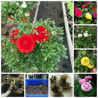 Gói 20 Hạt Giống Hoa Hồng Ri Ba Tư Nhiều Màu (Hoa Mao Lương)