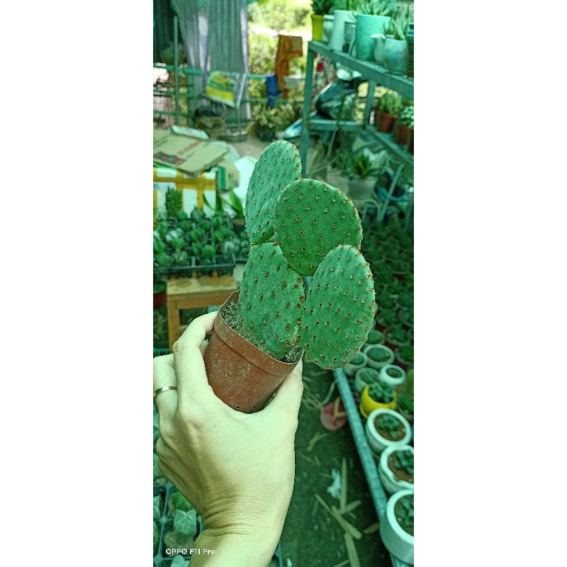 Cây Xương rồng tay gấu