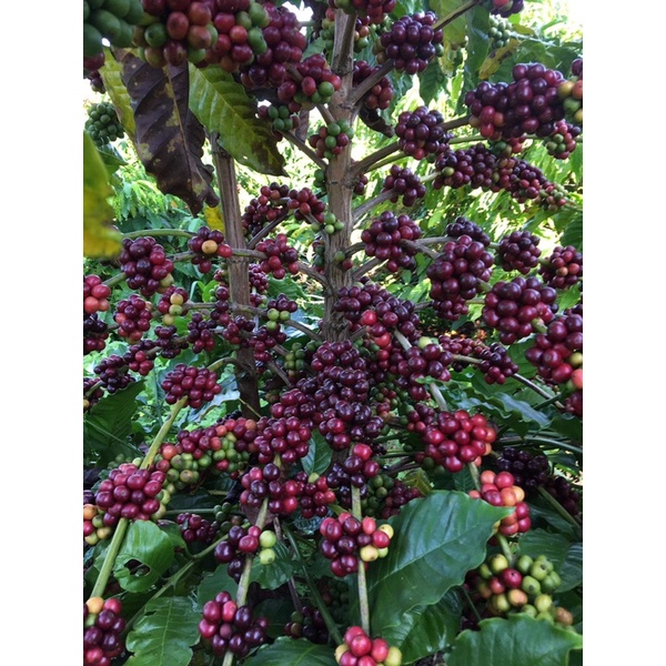 (Siêu Vocher) Cà phê Robusta vụ mùa mới - Rang mộc đậm đà chuẩn vị pha phin pha máy | BigBuy360 - bigbuy360.vn