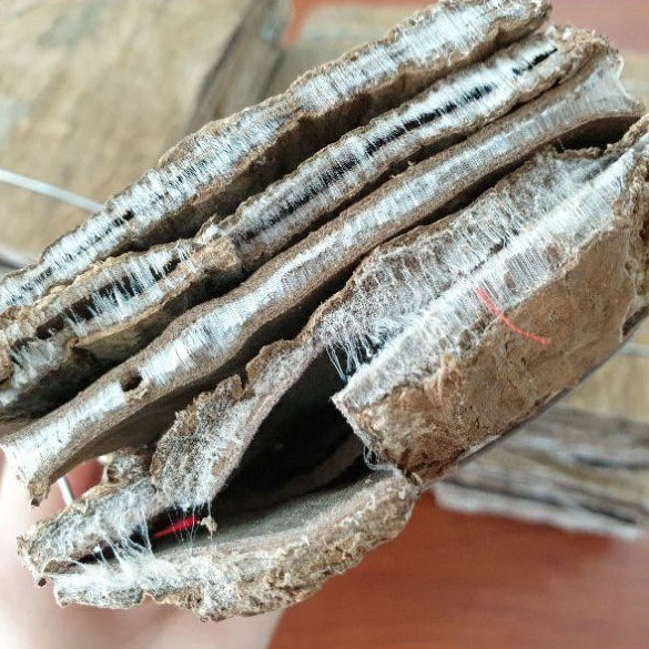Đỗ trọng Tứ Xuyên bổ thận, hỗ trợ chứng đau lưng, mỏi gối