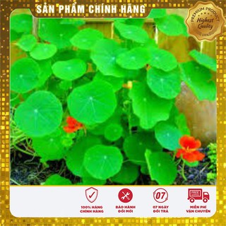 Hạt Giống Hoa Sen Cạn Mix(10 hạt)