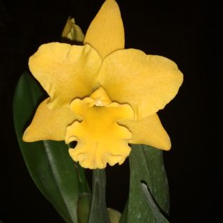 Hoa lan Catleya mini màu vàng