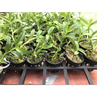 ⚡FLASH SALE⚡ Hoa lan phi điệp  5 ct cánh trắng