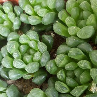 Combo sen đá kim cương + tay gấu + cúc mốc