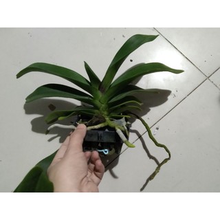 Ngọc điểm Thái đang nụ