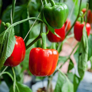 Hạt giống ớt ngọt F1 - gói 10 hạt