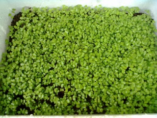 HẠT GIỐNG RAU MẦM CẢI NGỌT
