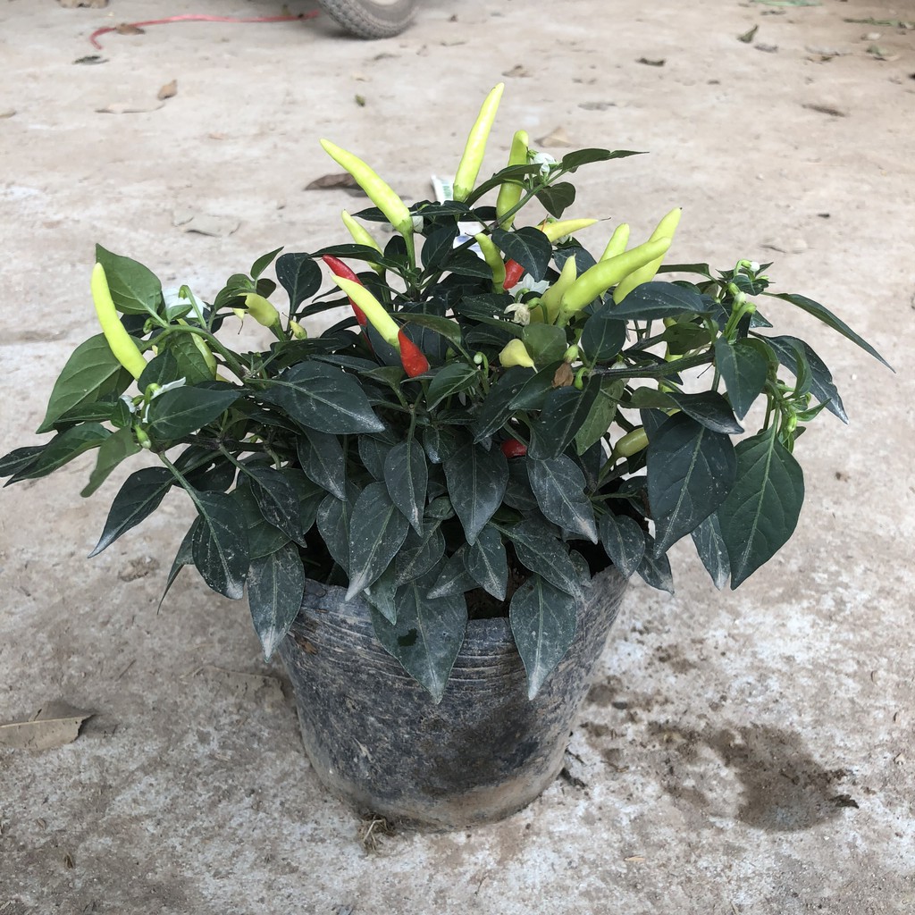 Cây ớt ngũ sắc, chiều cao 15-20cm sai quả to đẹp dễ chăm sóc sức chống chịu tốt thích hợp trang trí sân vườn, rau gia vị