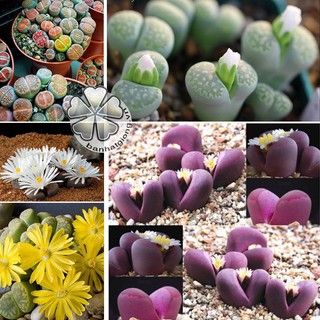 hạt giống THẠCH LAN (ĐÁ SỐNG, LITHOPS) mix màu.