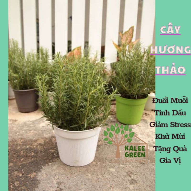 Cây Hương Thảo Đuổi Muỗi,Làm Gia Vị, Tinh Dầu, chậu 3-4cây, 25-35cm | Kalee Green