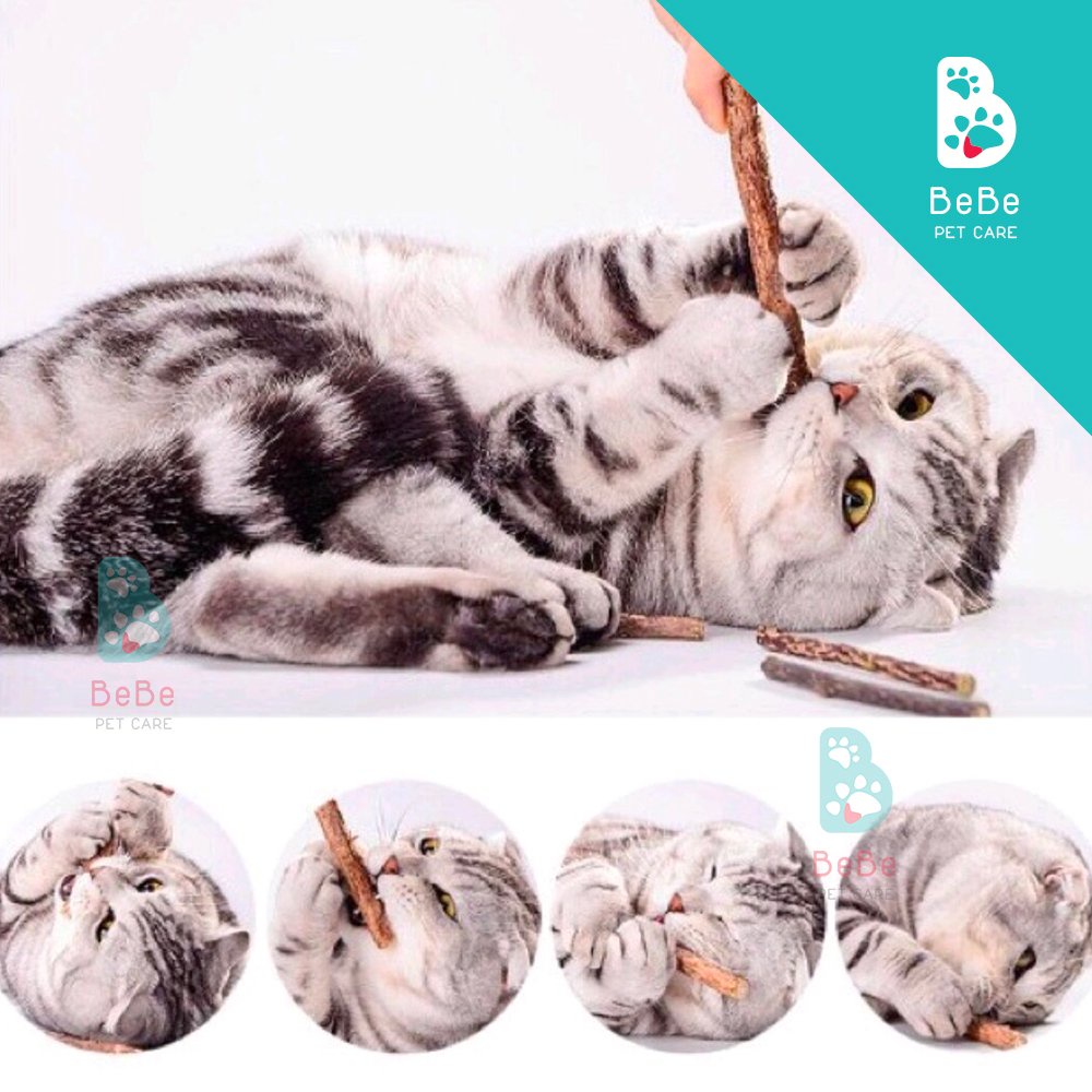 CATNIP Thần Thánh Giúp Thư Giãn &amp; Giải Toả Căng Thẳng Cho Các Boss