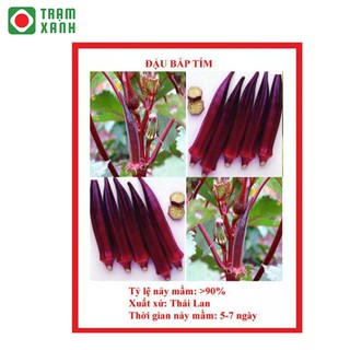 Hạt giống đậu bắp tím gói 5gr
