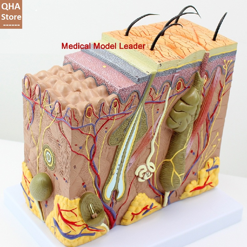 Mô Hình Giải Phẫu Da - Mô Hình Da - Mô Hình Cấu Tạo Da 3D