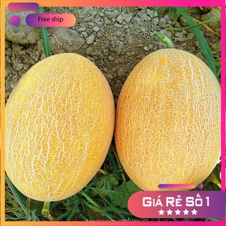 HẠT GIỐNG DƯA LƯỚI VÀNG - 10 HẠT LUCKY.VN