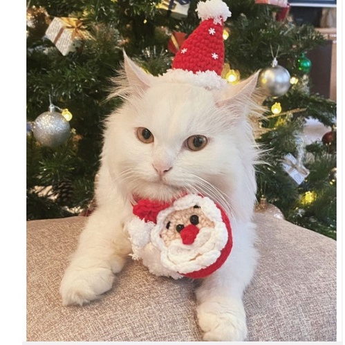 Mũ len và khăn quàng ông già noel và chú tuần lộc xinh xắn đón giáng sinh cho thú cưng