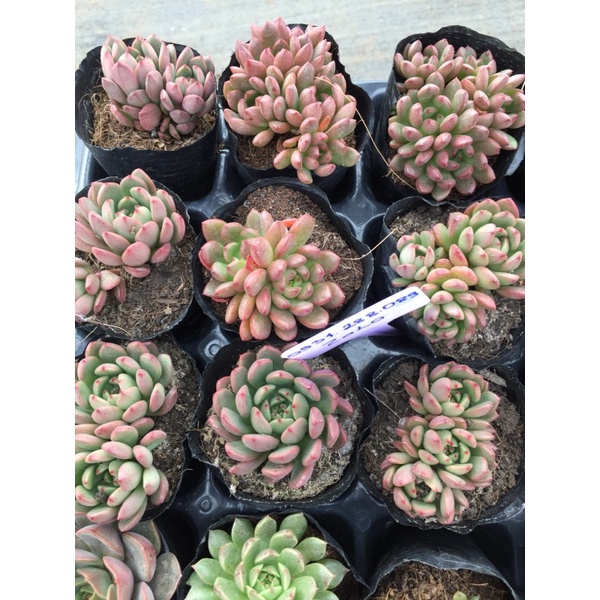 Cây sen đá ruby đỏ